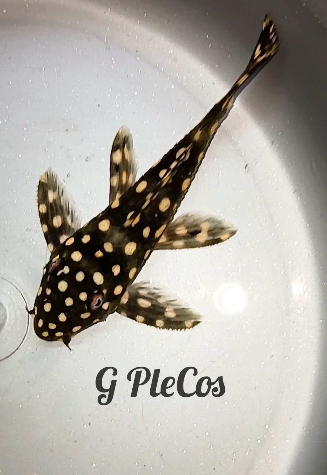 L029 Galaxy Pleco 5 cms