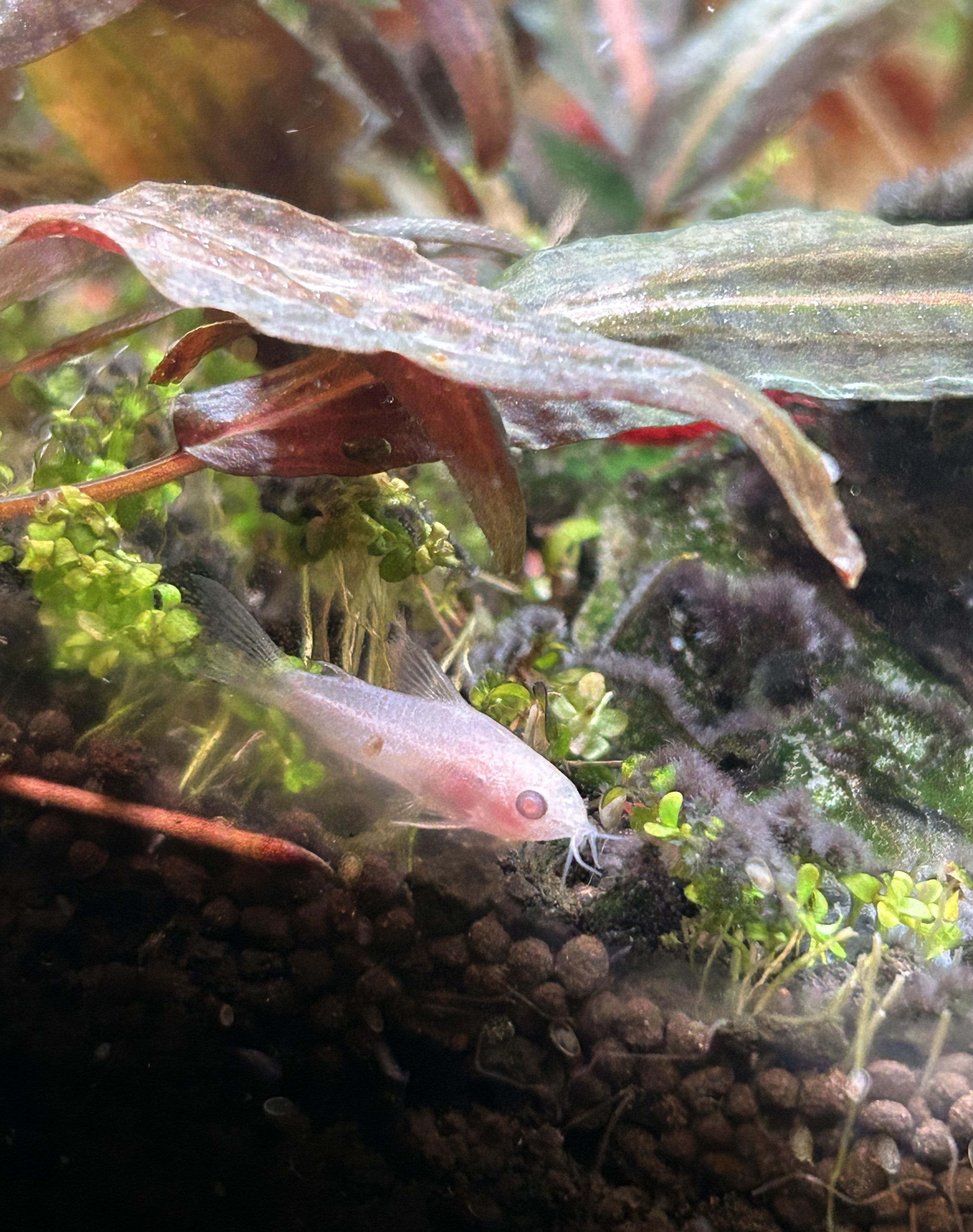 Albino Pgymy Corydoras 