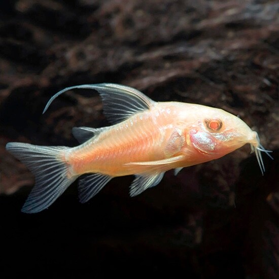 Longfin Albino Corydoras 