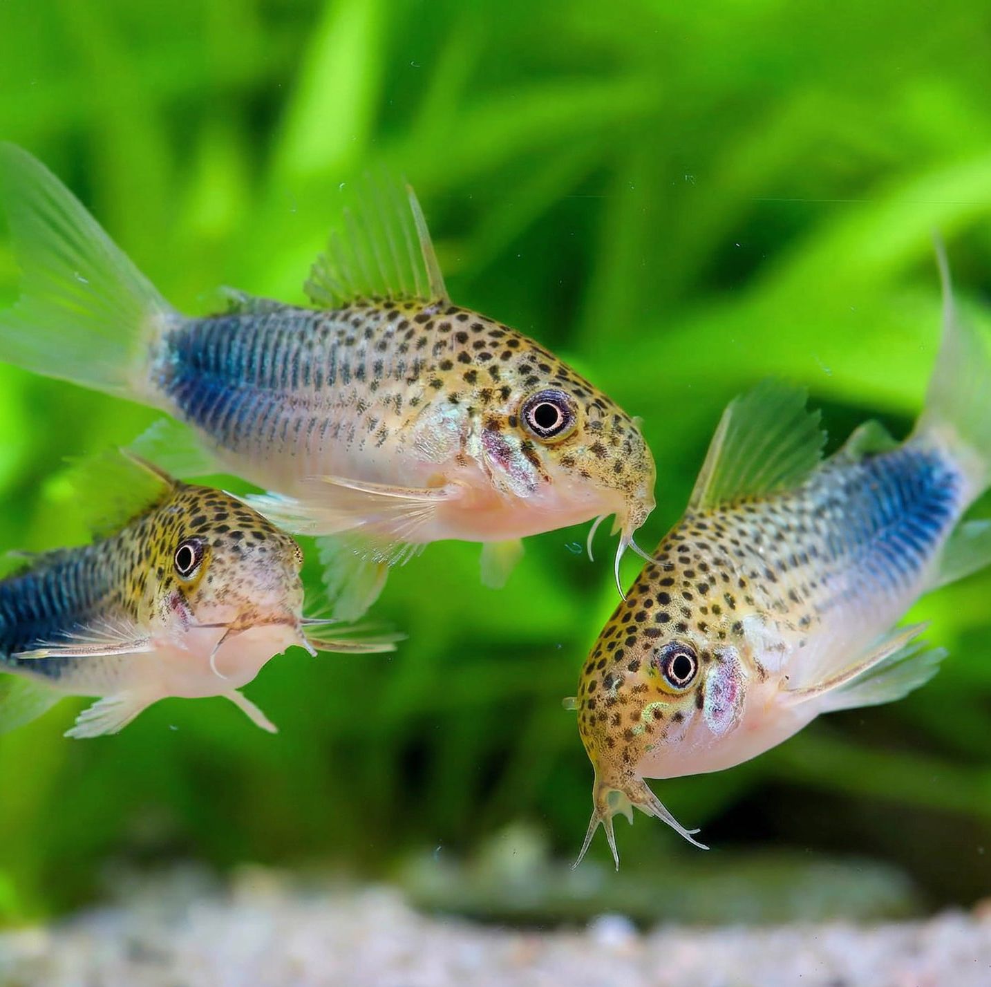 Similis Corydoras