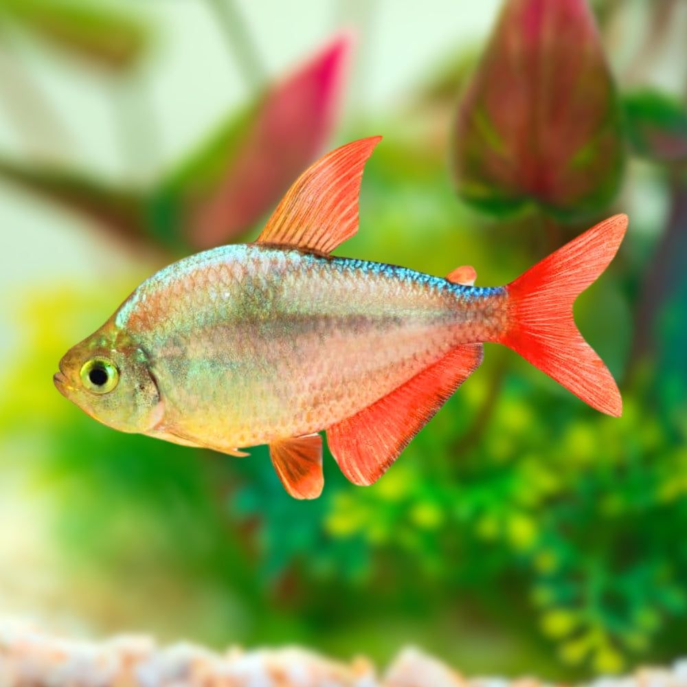 Columbian Tetra