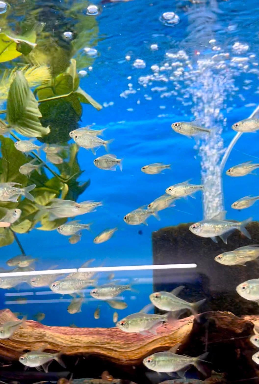 Diamond Tetra 