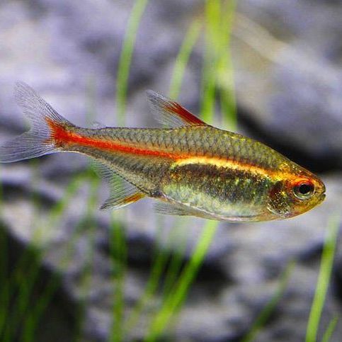 Glowlight Tetra 