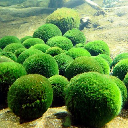 Marimo Moss Ball 1 inch