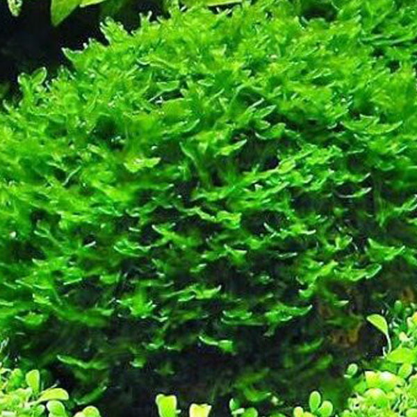 Pelia Moss 4 inch x 4 inch 