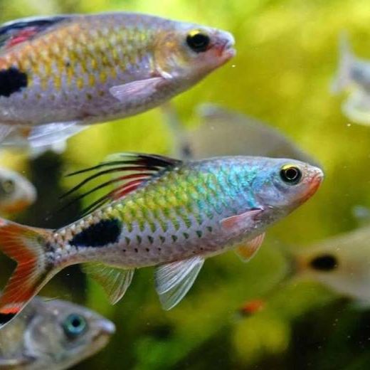 Filamentosa Barbs 4 inch