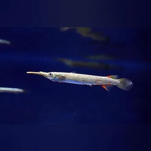 Platinum Halfbeaks