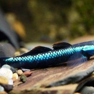 Atro Neon Goby