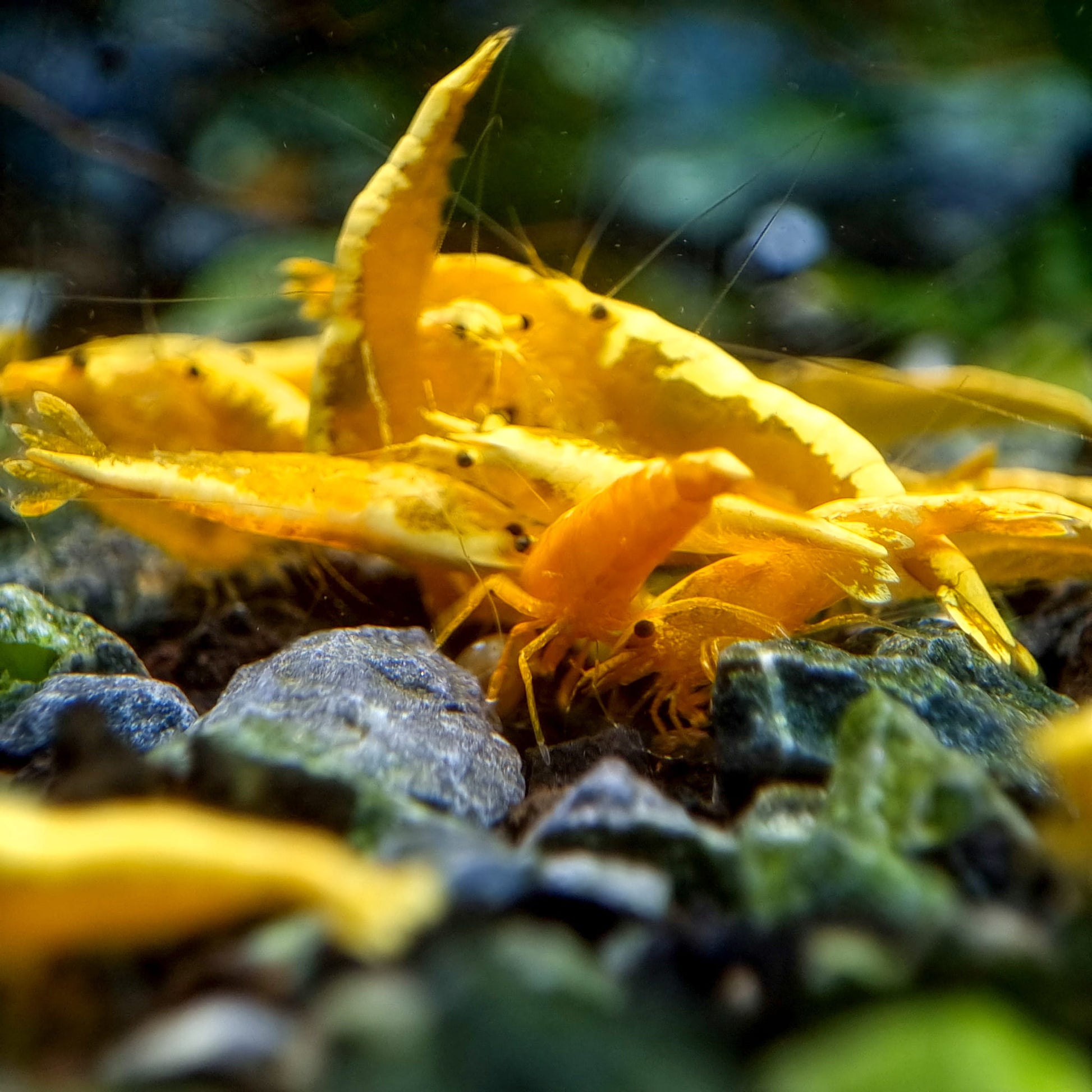 Yellow Golden Back Shrimps A Grade