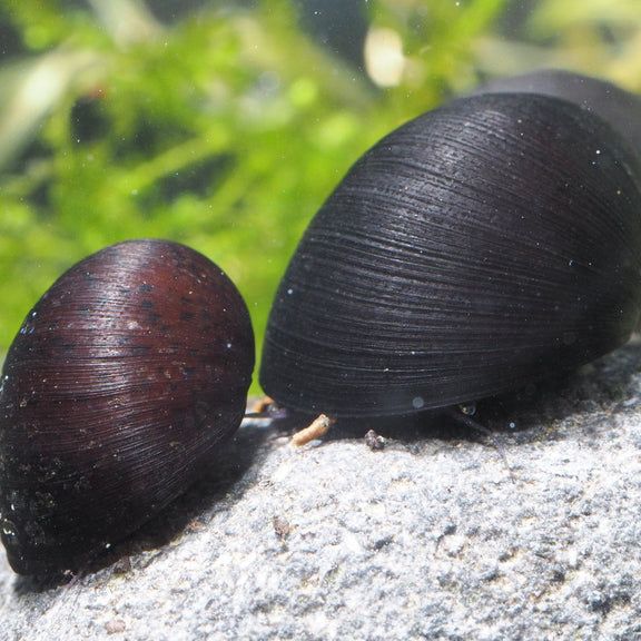 Military Helmet Nerite Snail (Pack of 6)