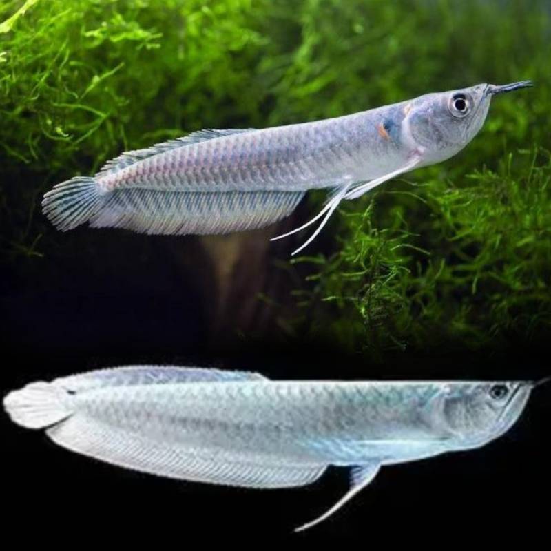 Silver Arowana 4 inch