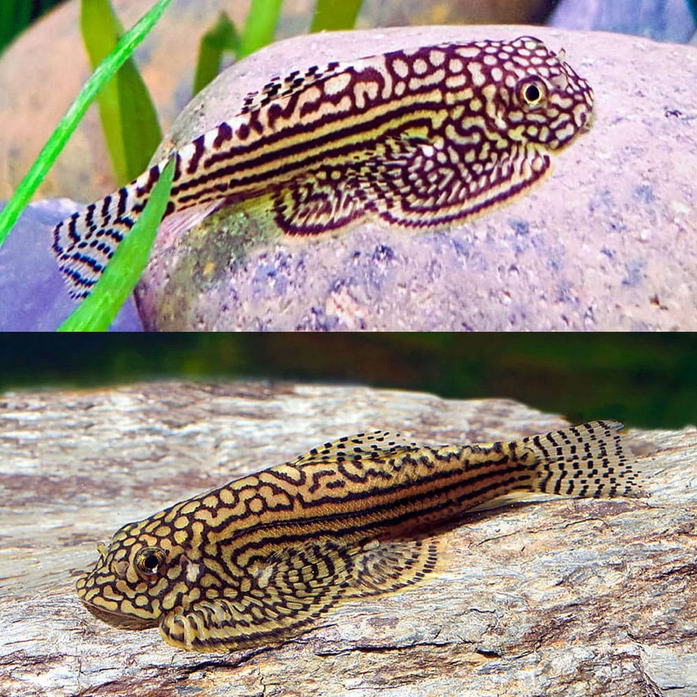 Hillstream Loach 