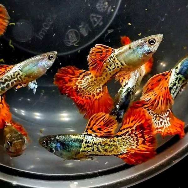 Red Metal Lace Guppy Pair
