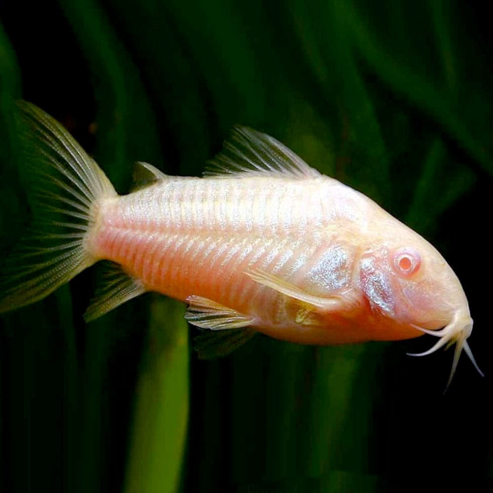 Albino Corydoras