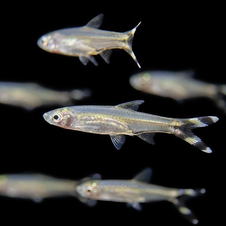 Black Scissor Tail Rasbora