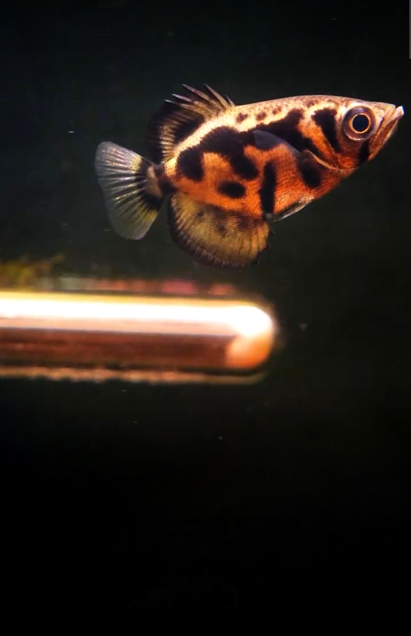 G AquaAura The Aquarium Authority
