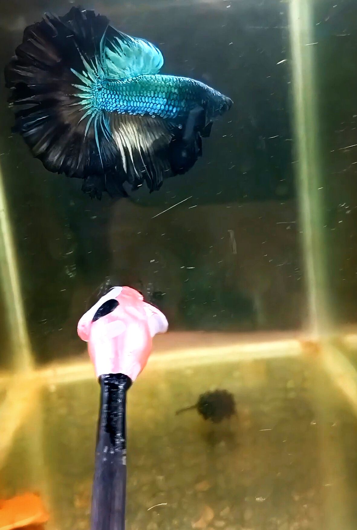 Green Samurai Halfmoon Male 