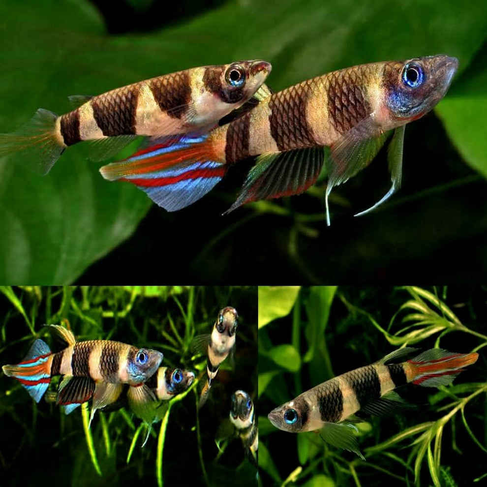 G AquaAura The Aquarium Authority