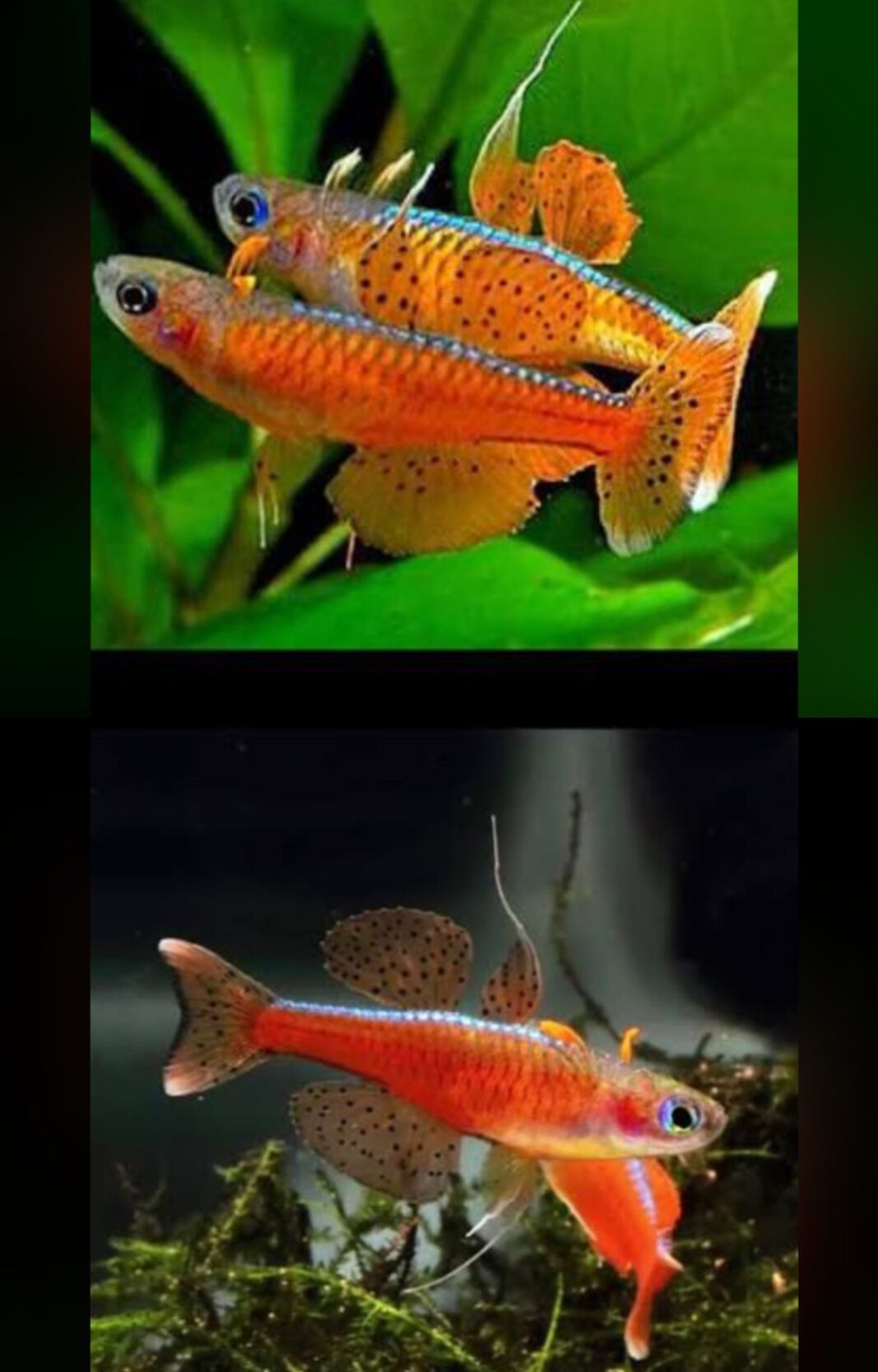 Paskai Rainbow Fish
