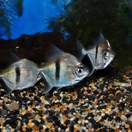 Single Banded Pacu Dollar 1 inch