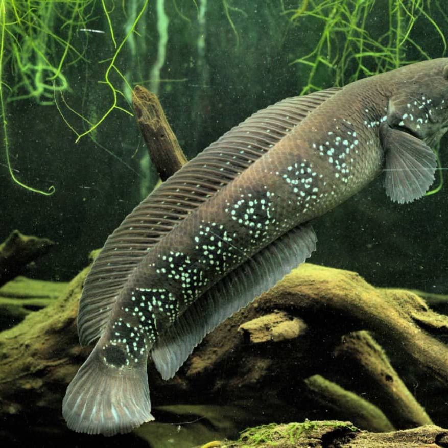 Channa Asiatica – Chinese Snakehead 5 inch