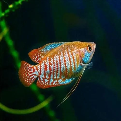Red Lily Gourami 3.5 cm