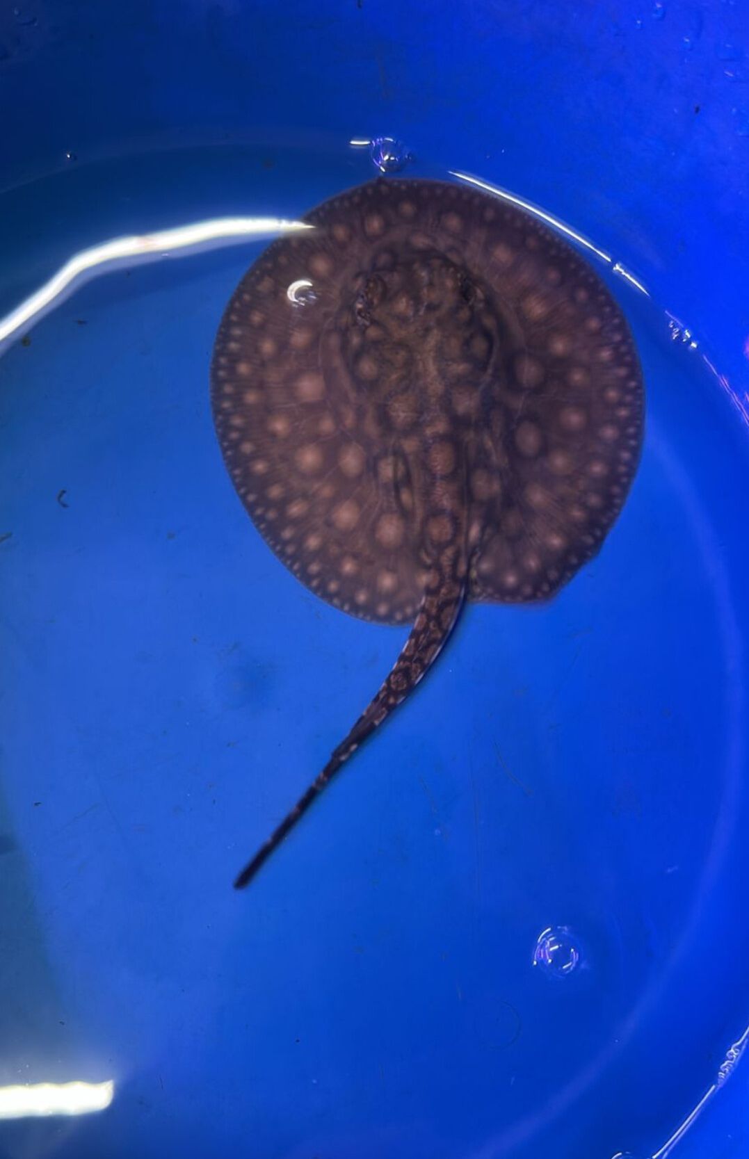 Motoro Stingray 6 inch