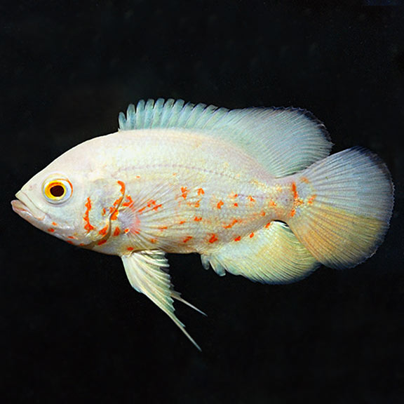 Albino Oscar 2.5 inch