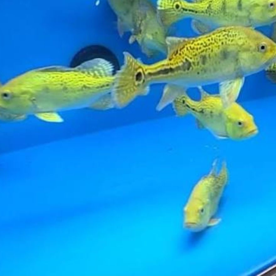 Golden Kelberi Peacock Bass 5 Inch
