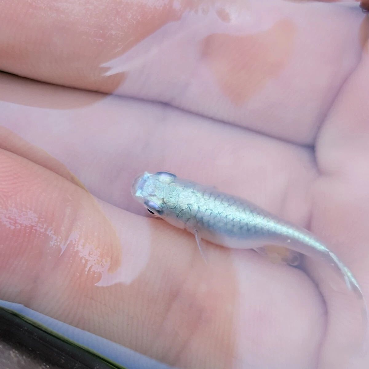 Platinum Rice Fish (Platinum Japanese Medaka)