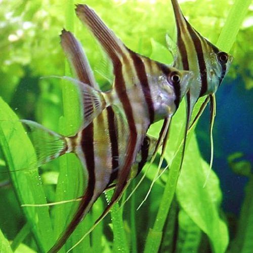 Altum Angel Fish 3 inch