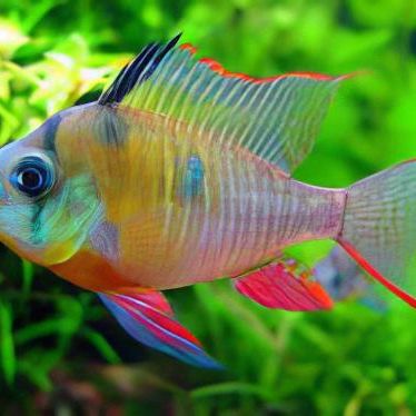 Bolivian Ramirezi 1 Inch