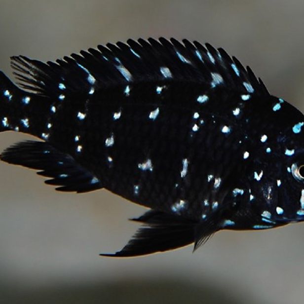 Spotted Duboisi 1 Inch