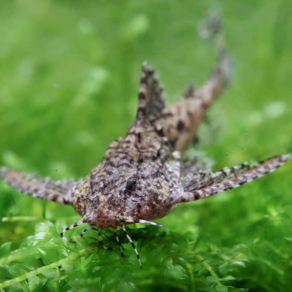 Stone Catfish (Hara Jerdoni)