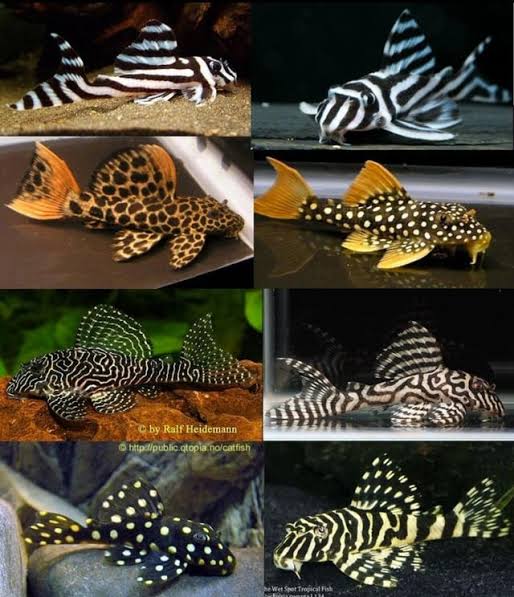 G PleCos