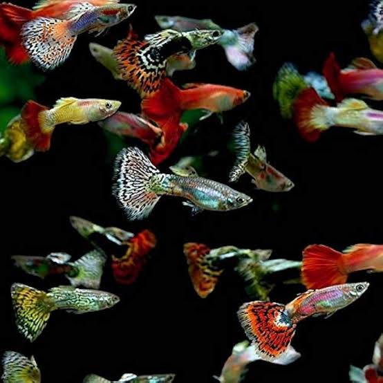 G GuPPys
