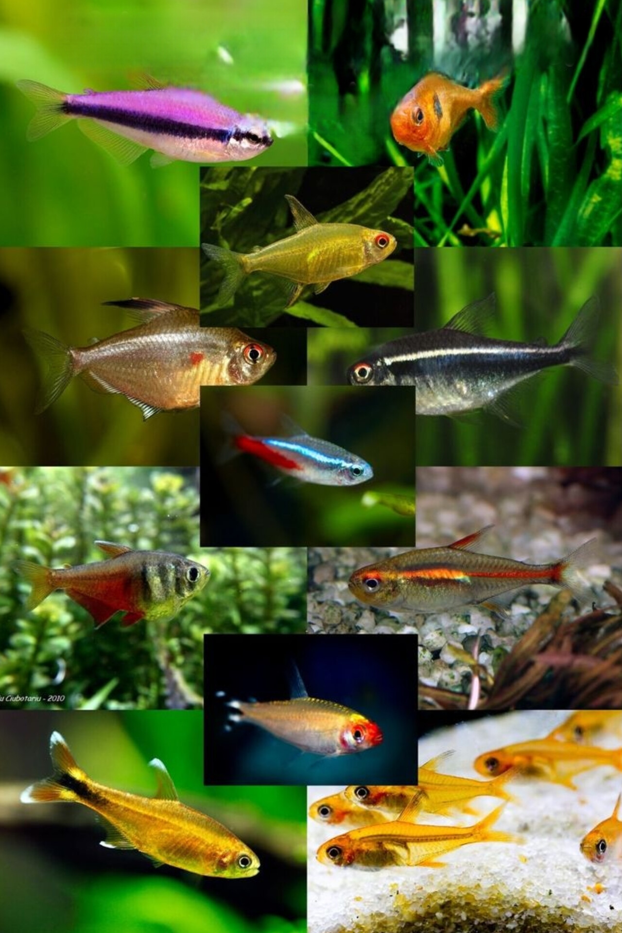 G TeTras