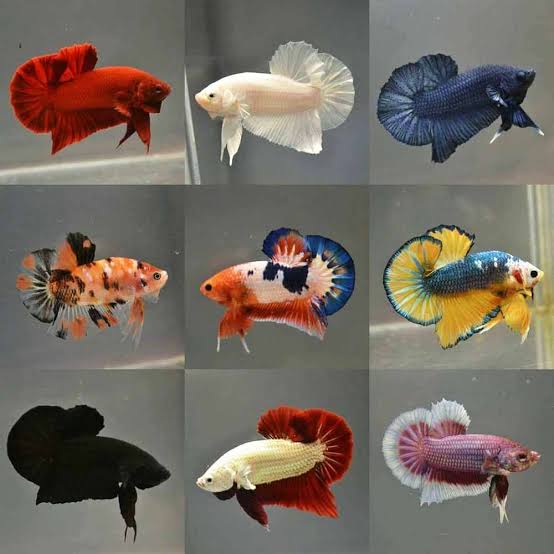 G BeTTas