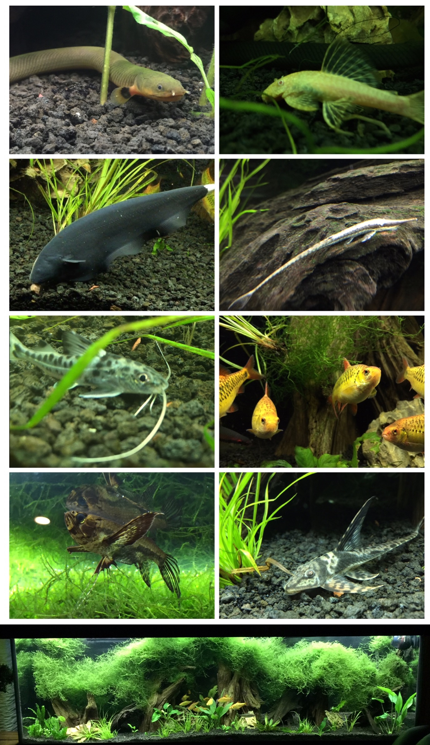 Oddballs & More Fish