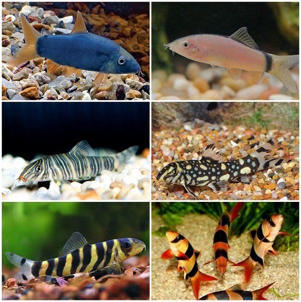 Loach