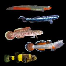 Goby
