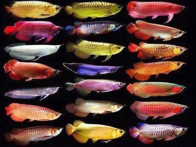 Arowanas