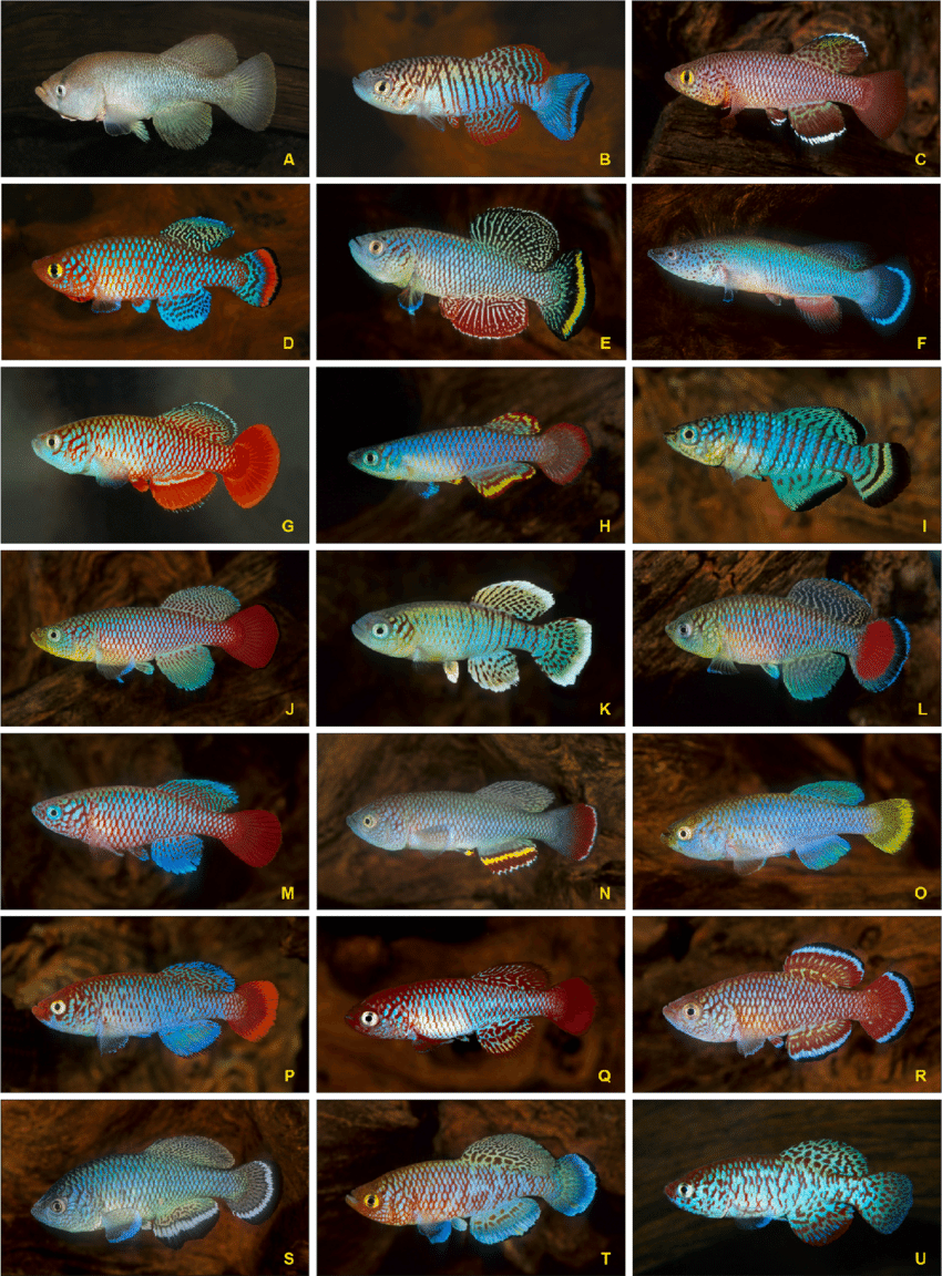 Killifish