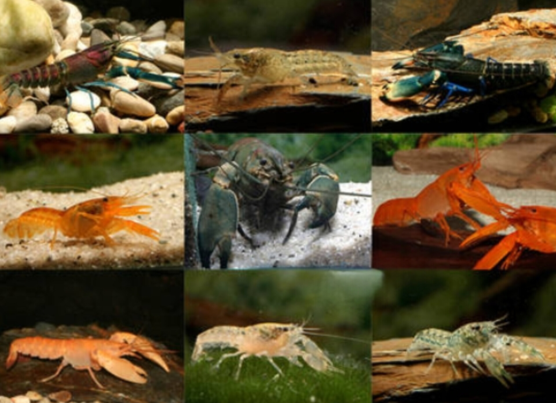 Crayfish & Crabs