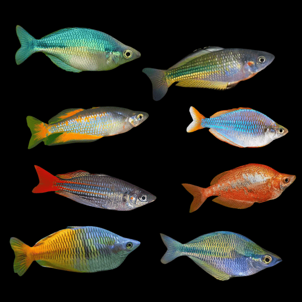 Rainbow Fish