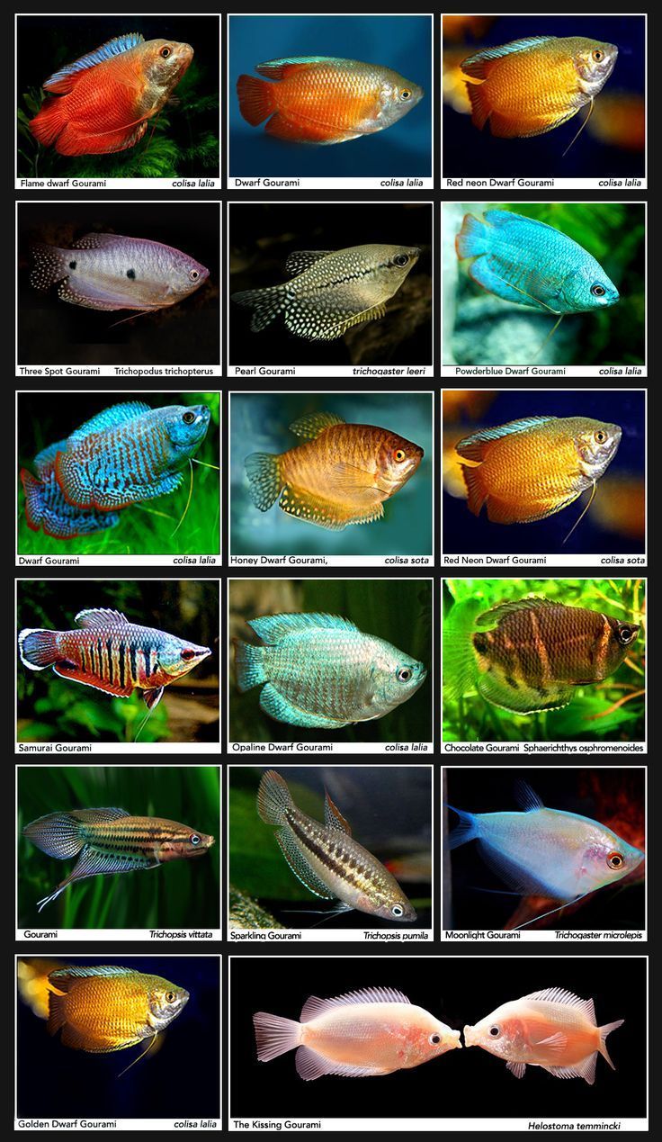 Gourami Fish