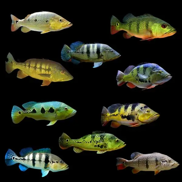 Peacock Bass