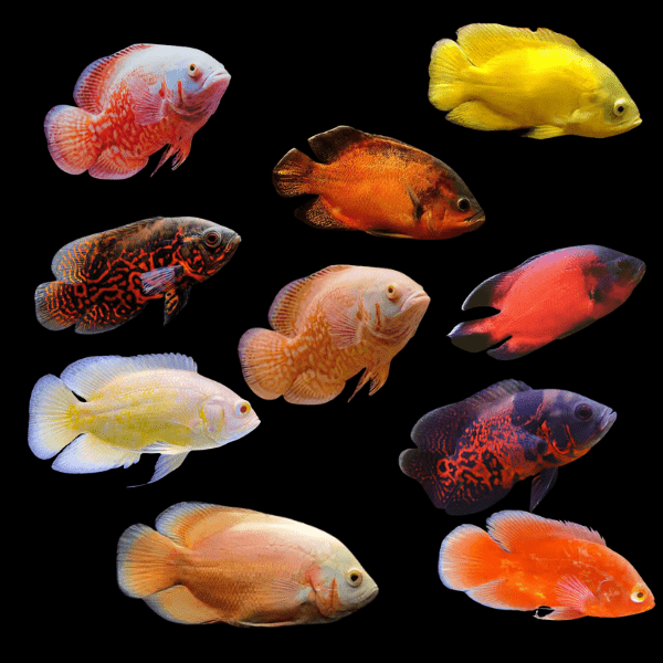 Oscar Fish