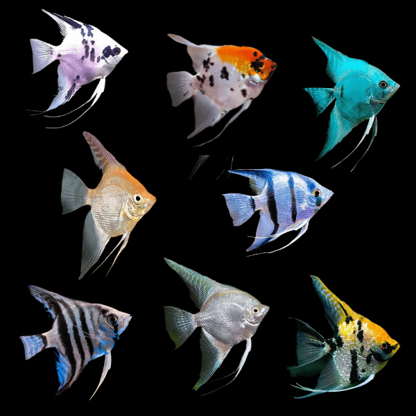 Angel Fish