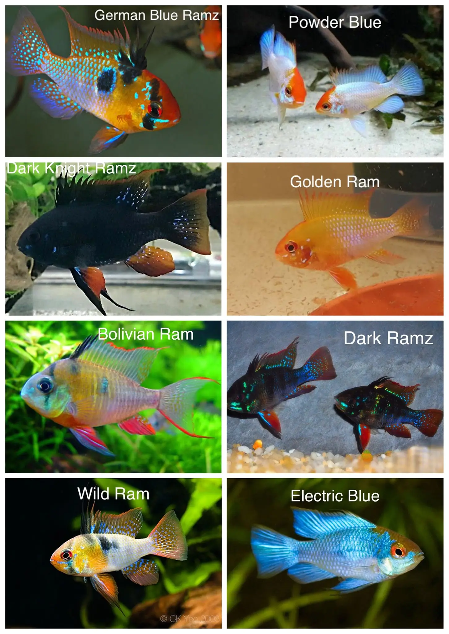 Dwarf Cichlids
